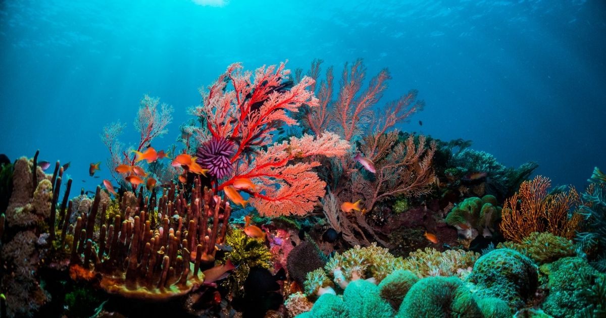 Les Laboratoires SVR s'engage pour protéger l'environnement marin